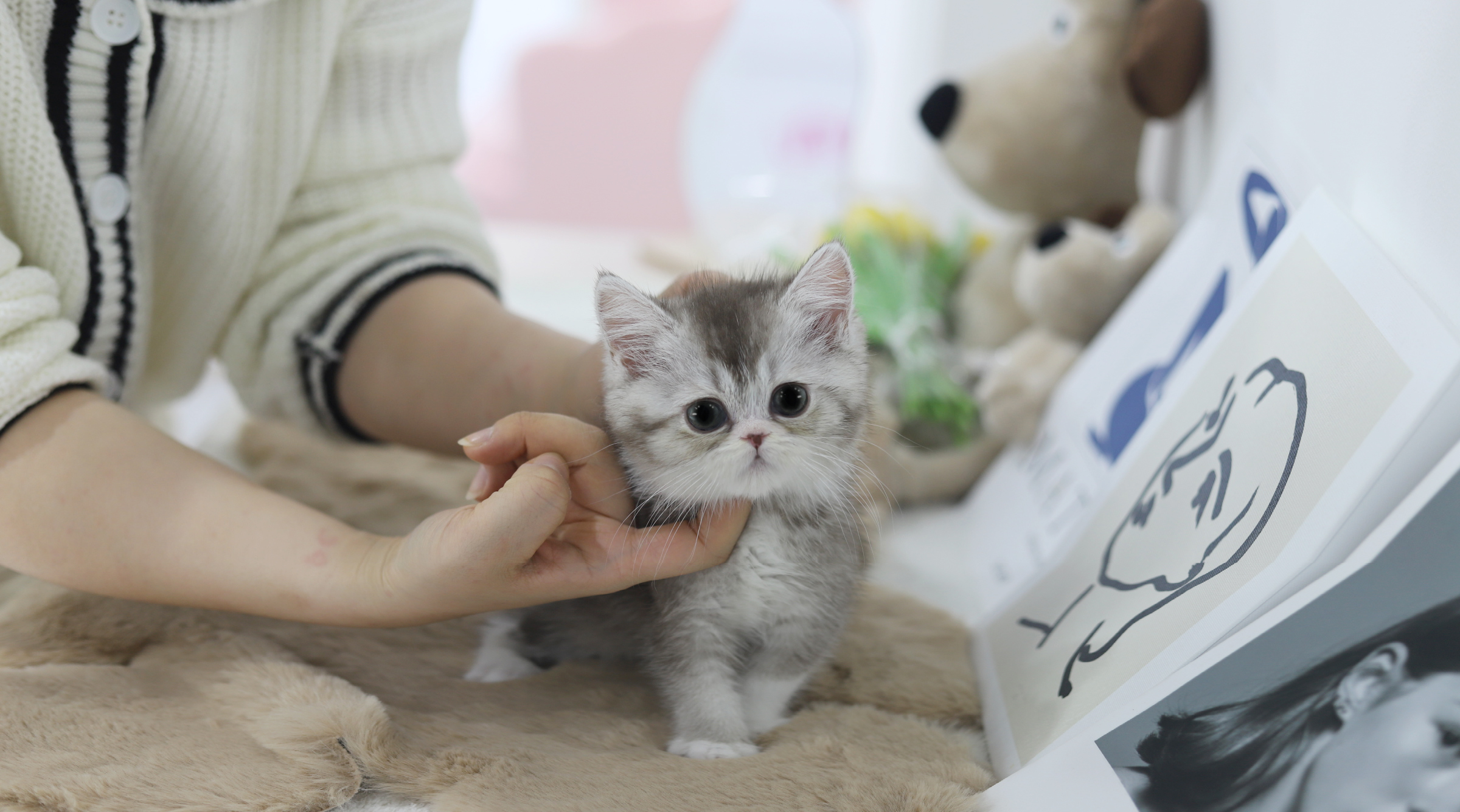 브리티쉬숏헤어 분양합니다