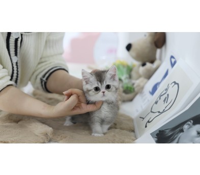 브리티쉬숏헤어 분양합니다