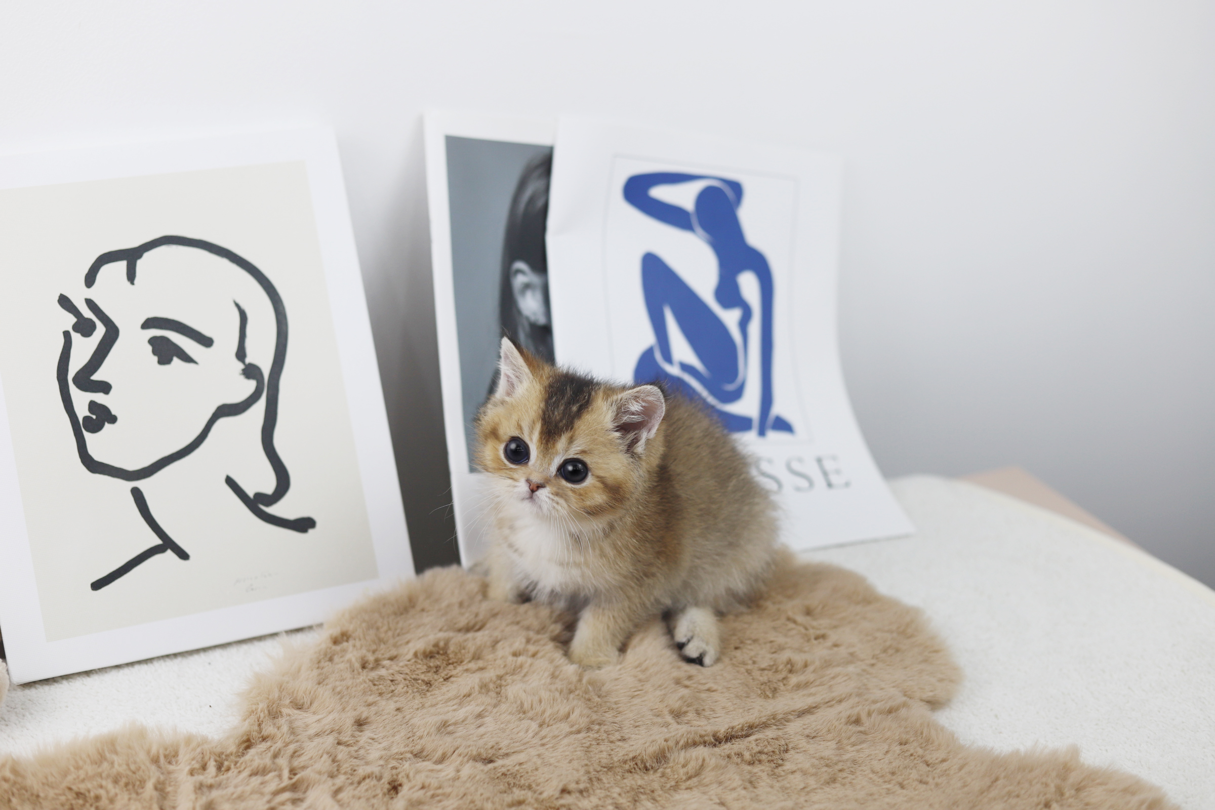 브리티쉬숏헤어 분양합니다