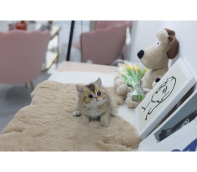 브리티쉬숏헤어 분양합니다