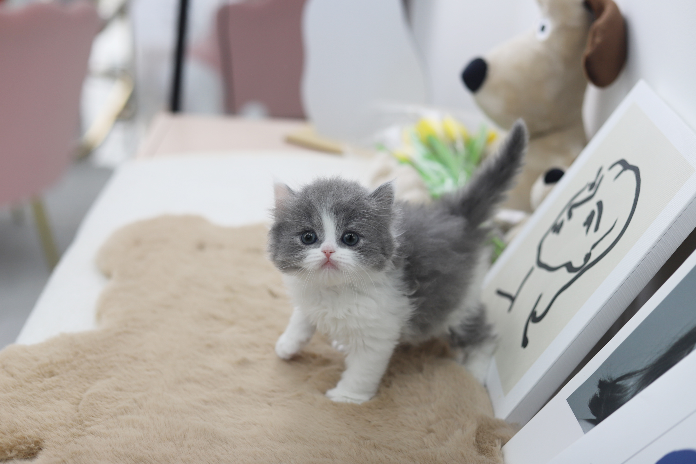 브리티쉬숏헤어 분양합니다