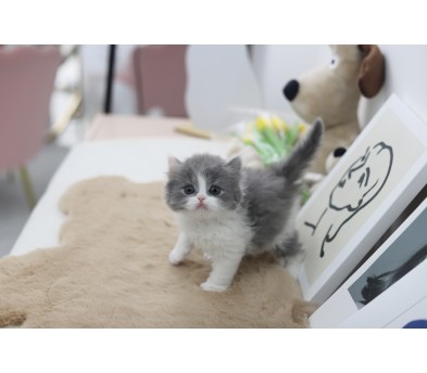 브리티쉬숏헤어 분양합니다