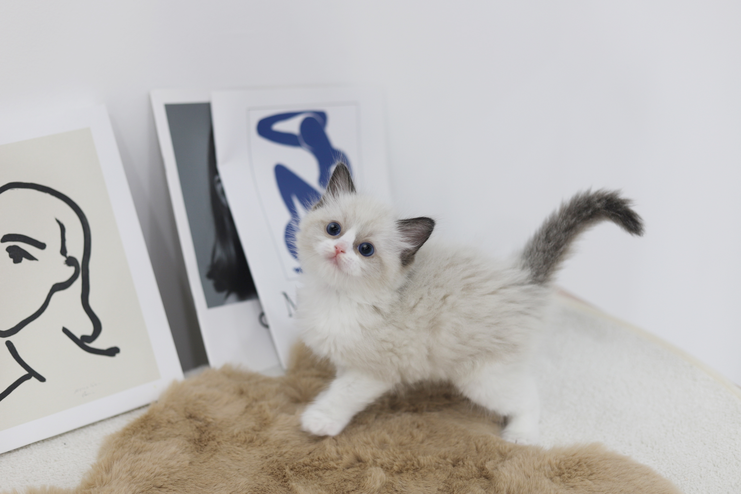 렉돌 분양합니다