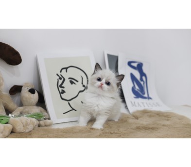 렉돌 분양합니다