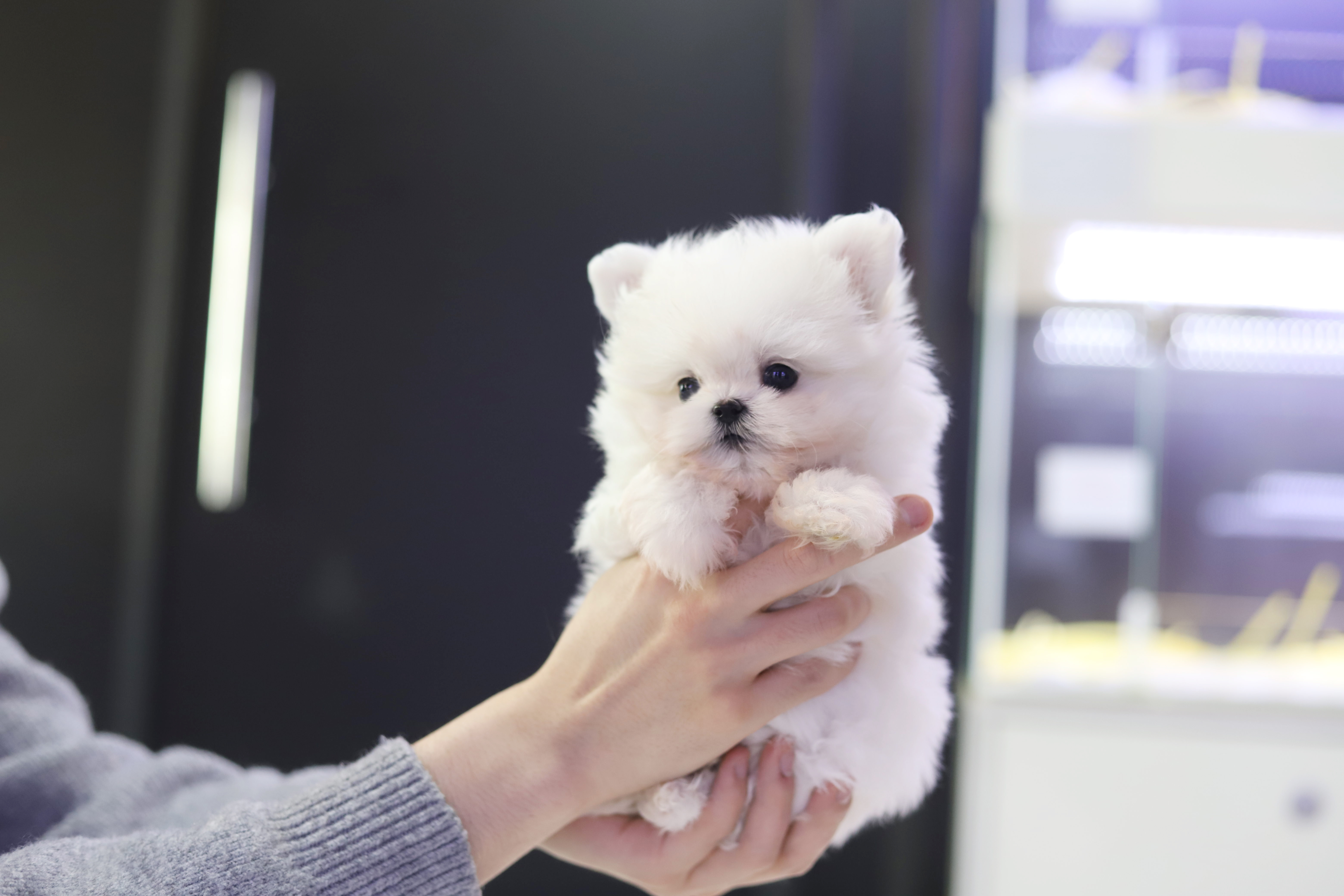 말티폼 분양합니다