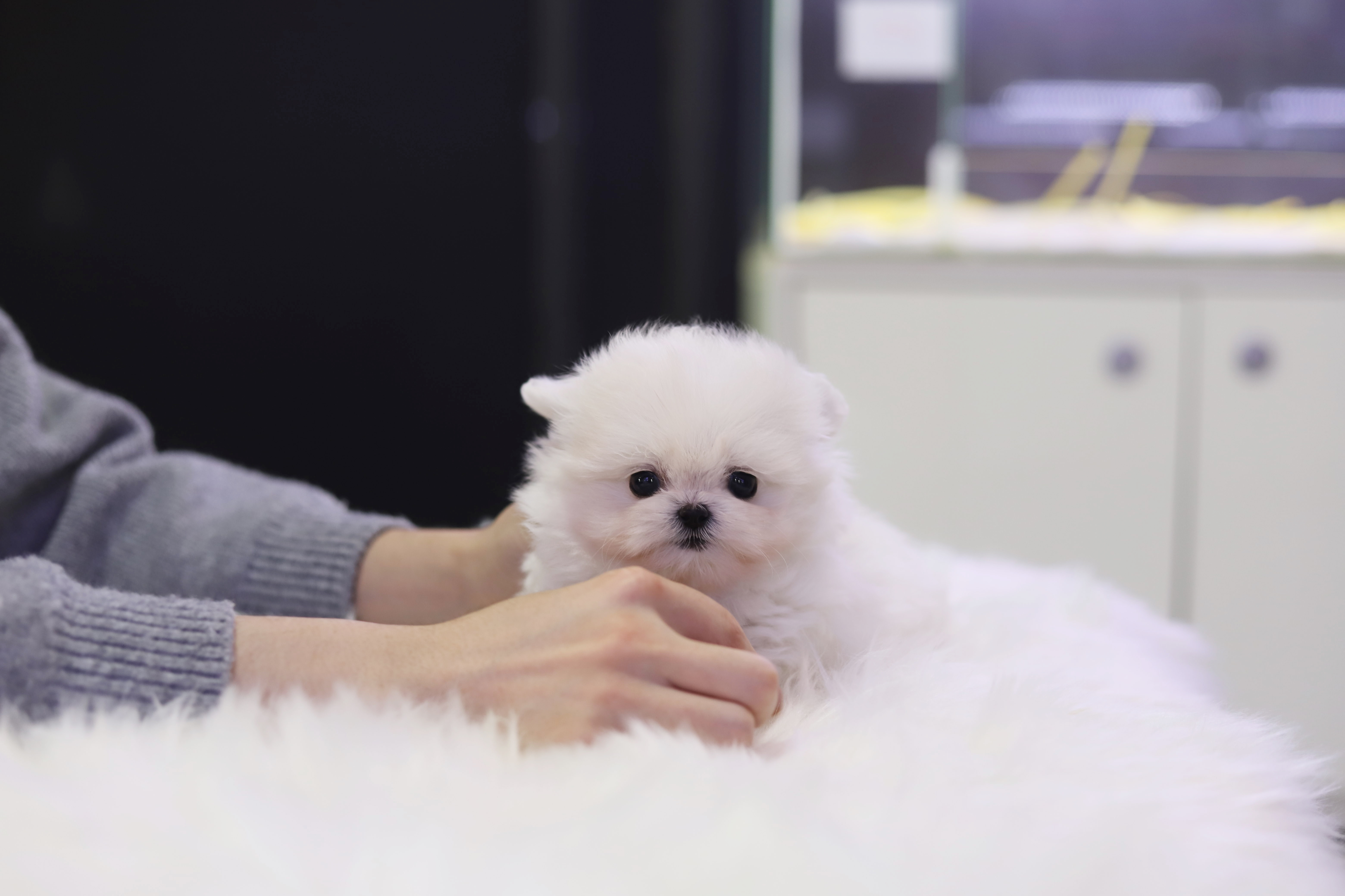 말티폼 분양합니다