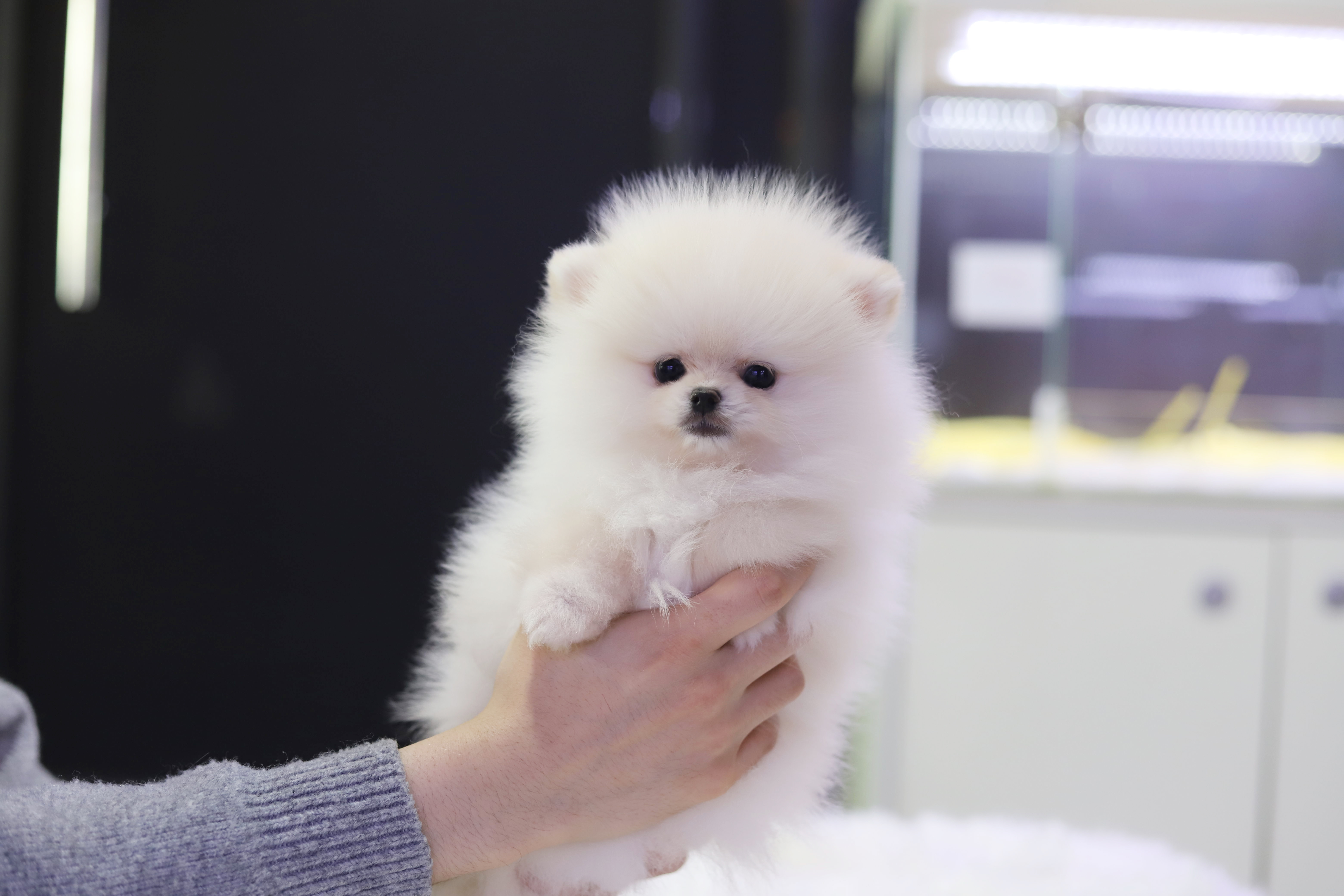 포메라니안 분양합니다