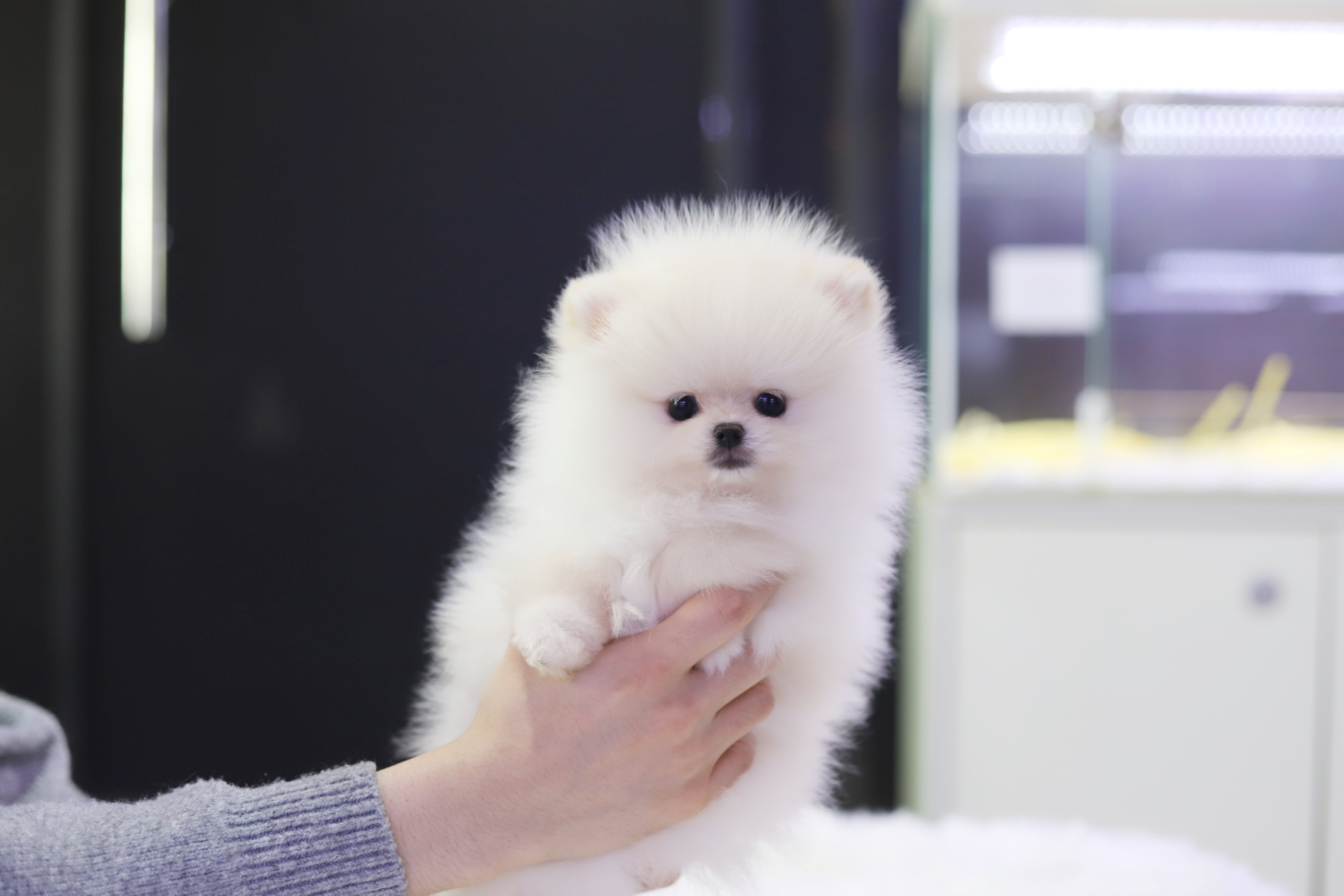 포메라니안 분양합니다