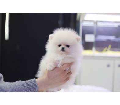 포메라니안 분양합니다