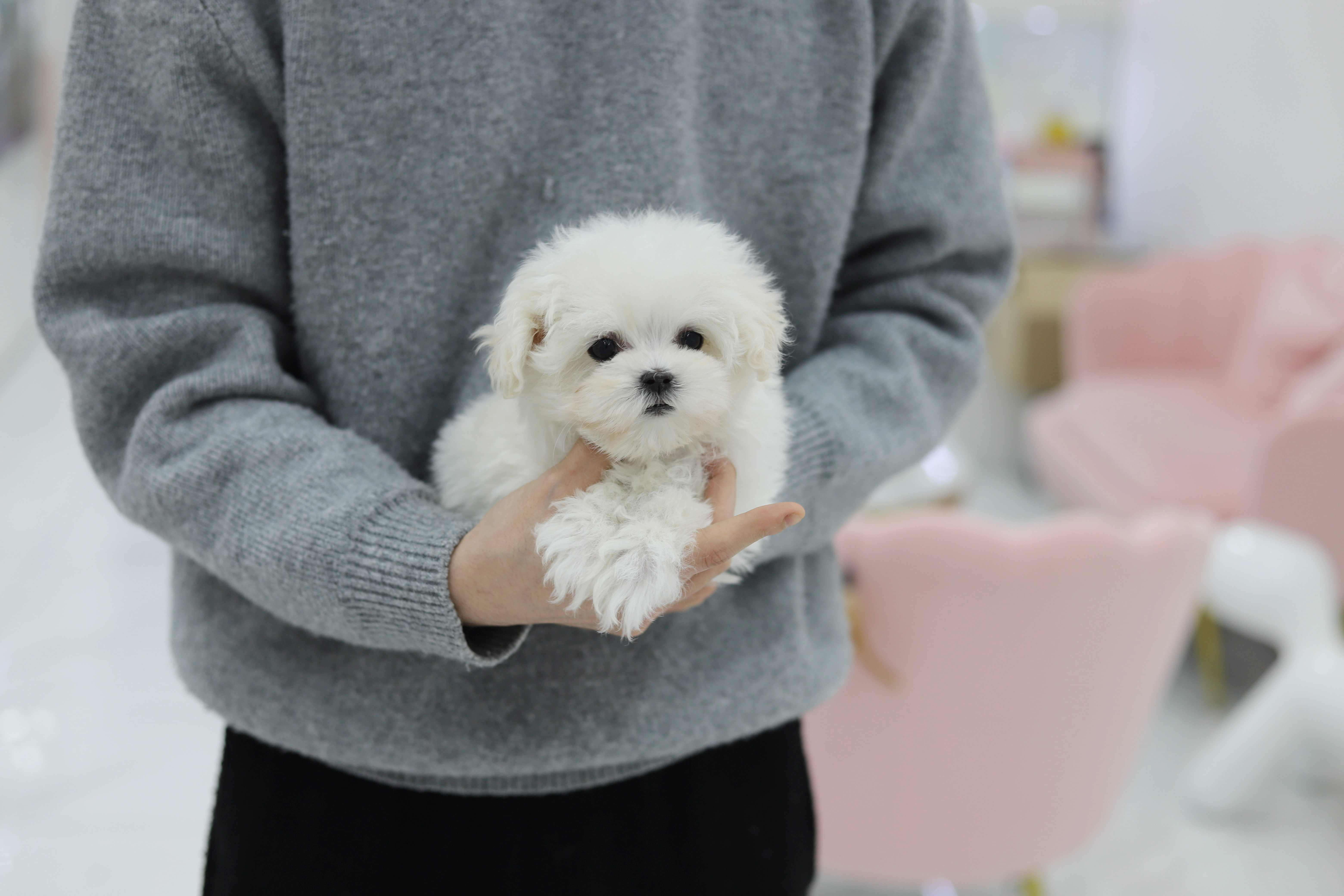 말티즈 분양합니다