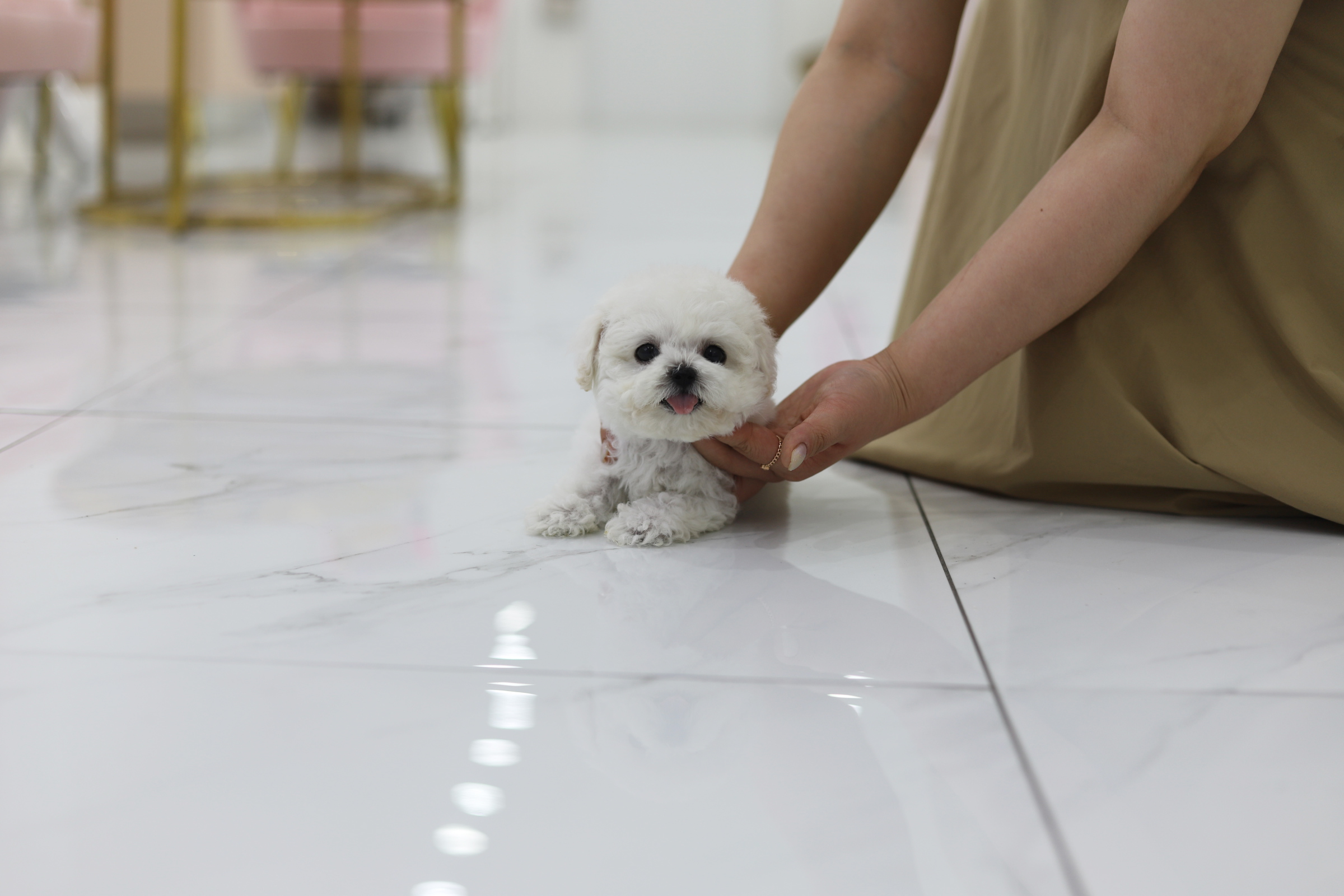 미니비숑 분양합니다