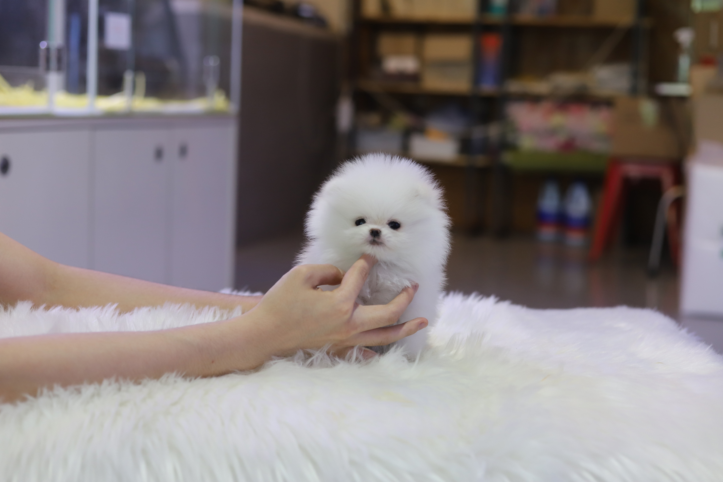 포메라니안 분양합니다