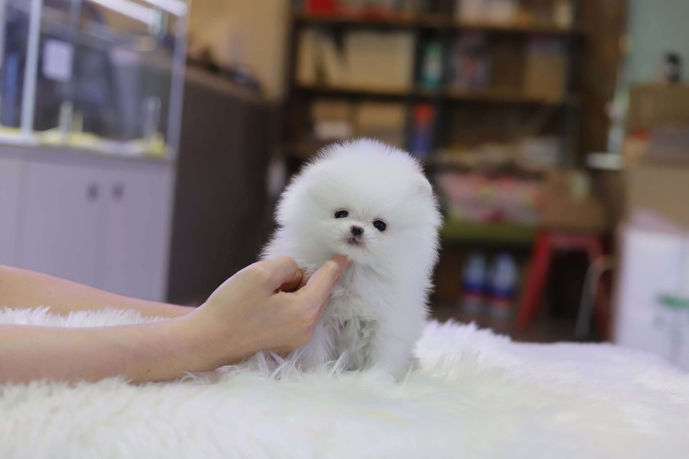 포메라니안 분양합니다