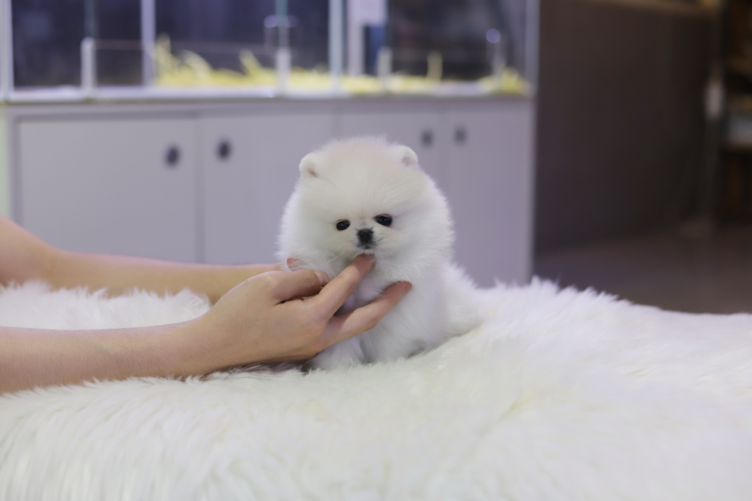 포메라니안 분양합니다