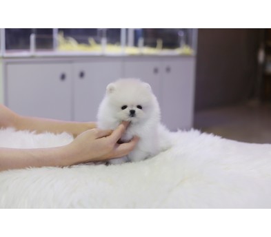 포메라니안 분양합니다