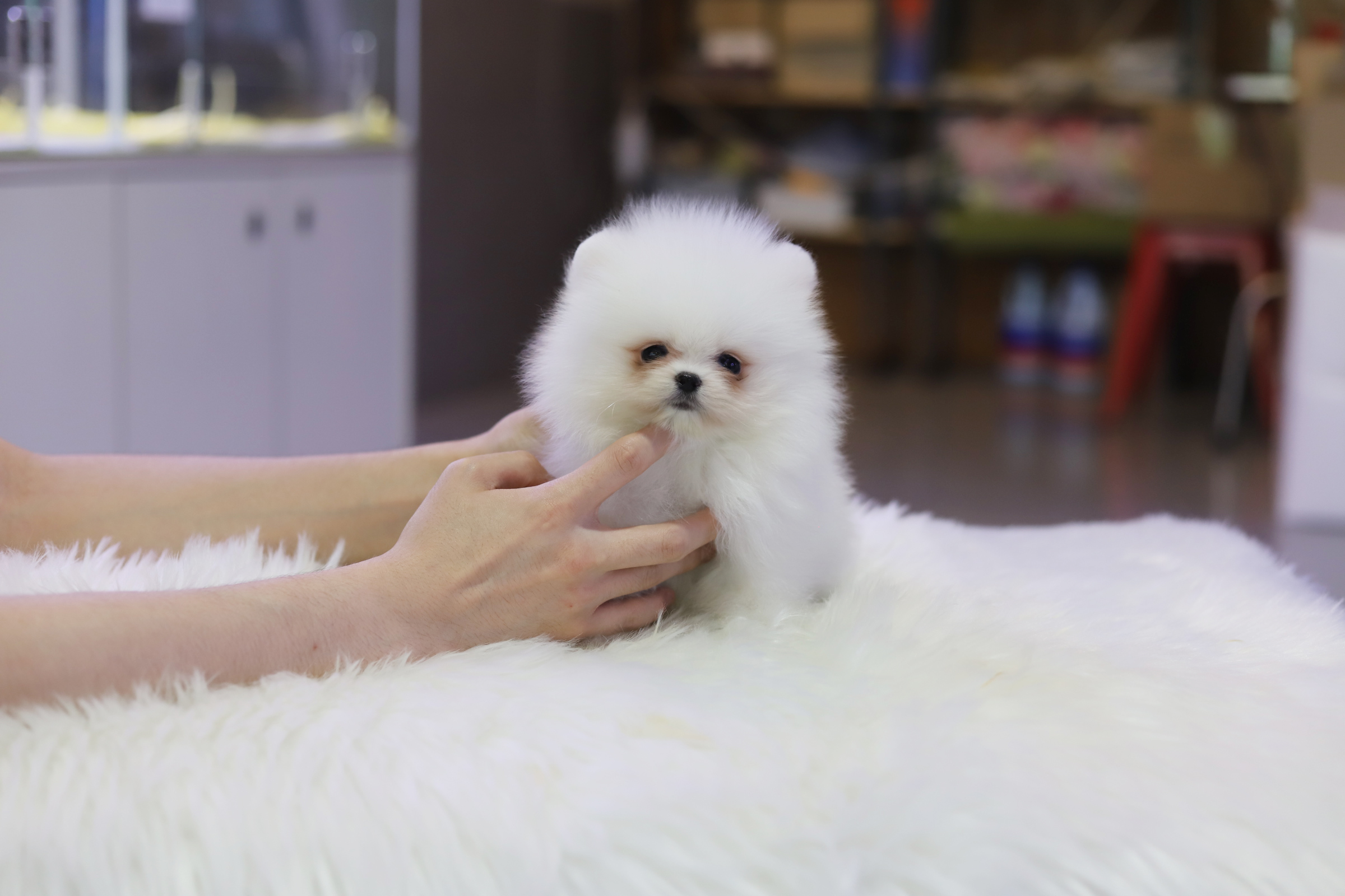 포메라니안 분양합니다