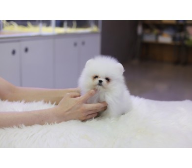 포메라니안 분양합니다