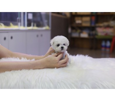 미니비숑 분양합니다