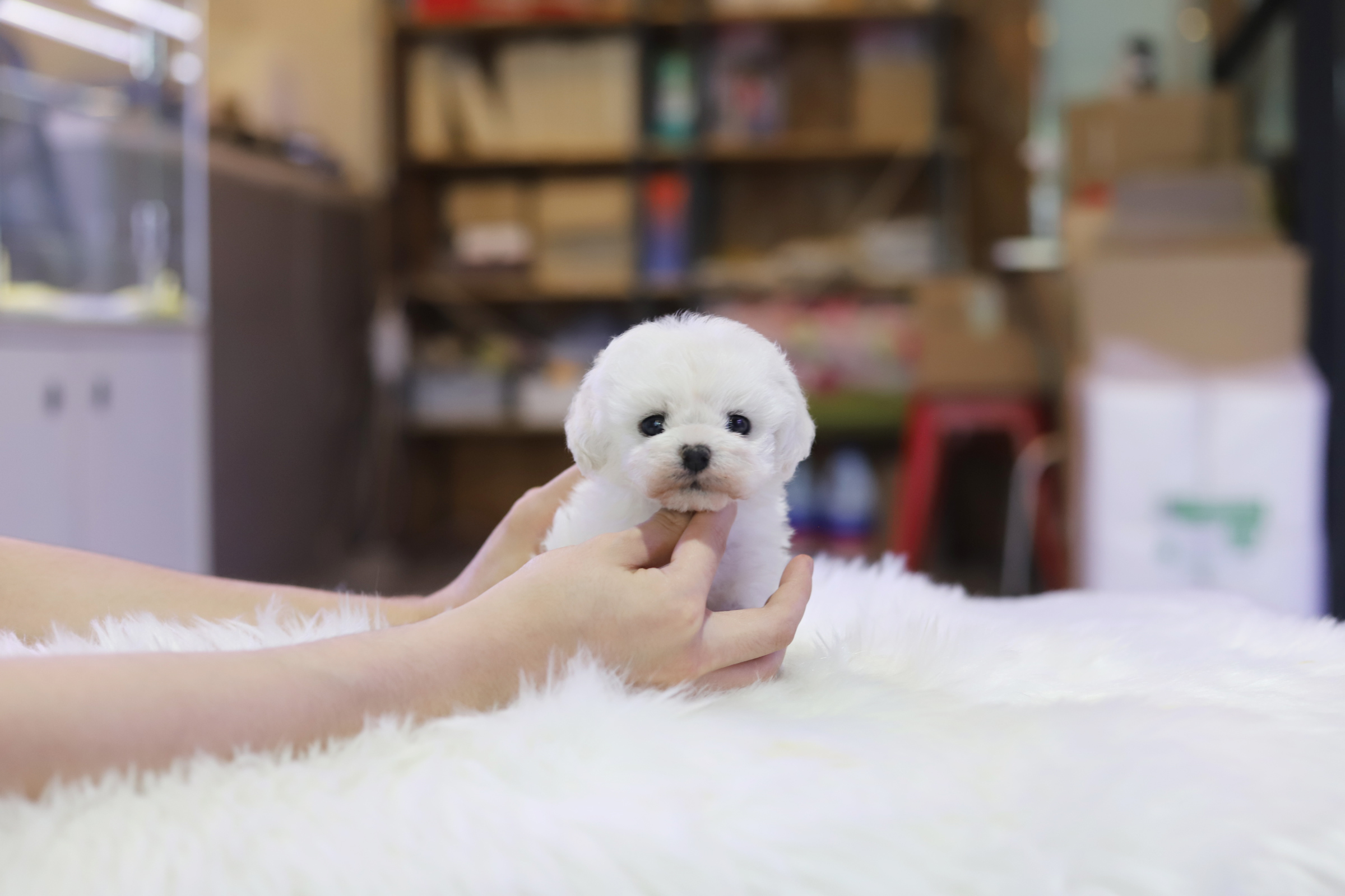 미니비숑 분양합니다