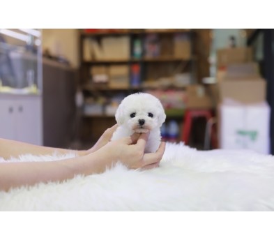 미니비숑 분양합니다