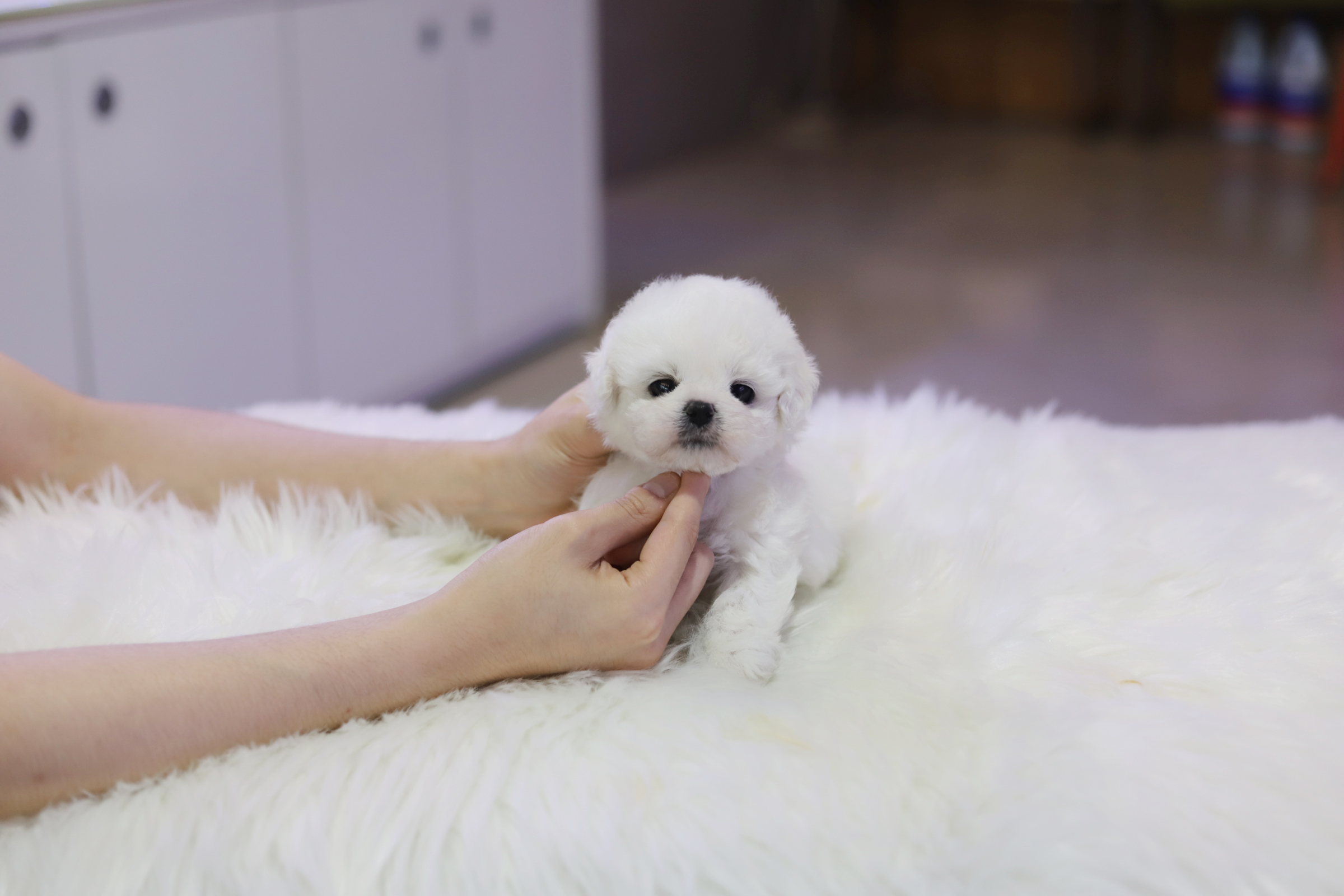 미니비숑 분양합니다