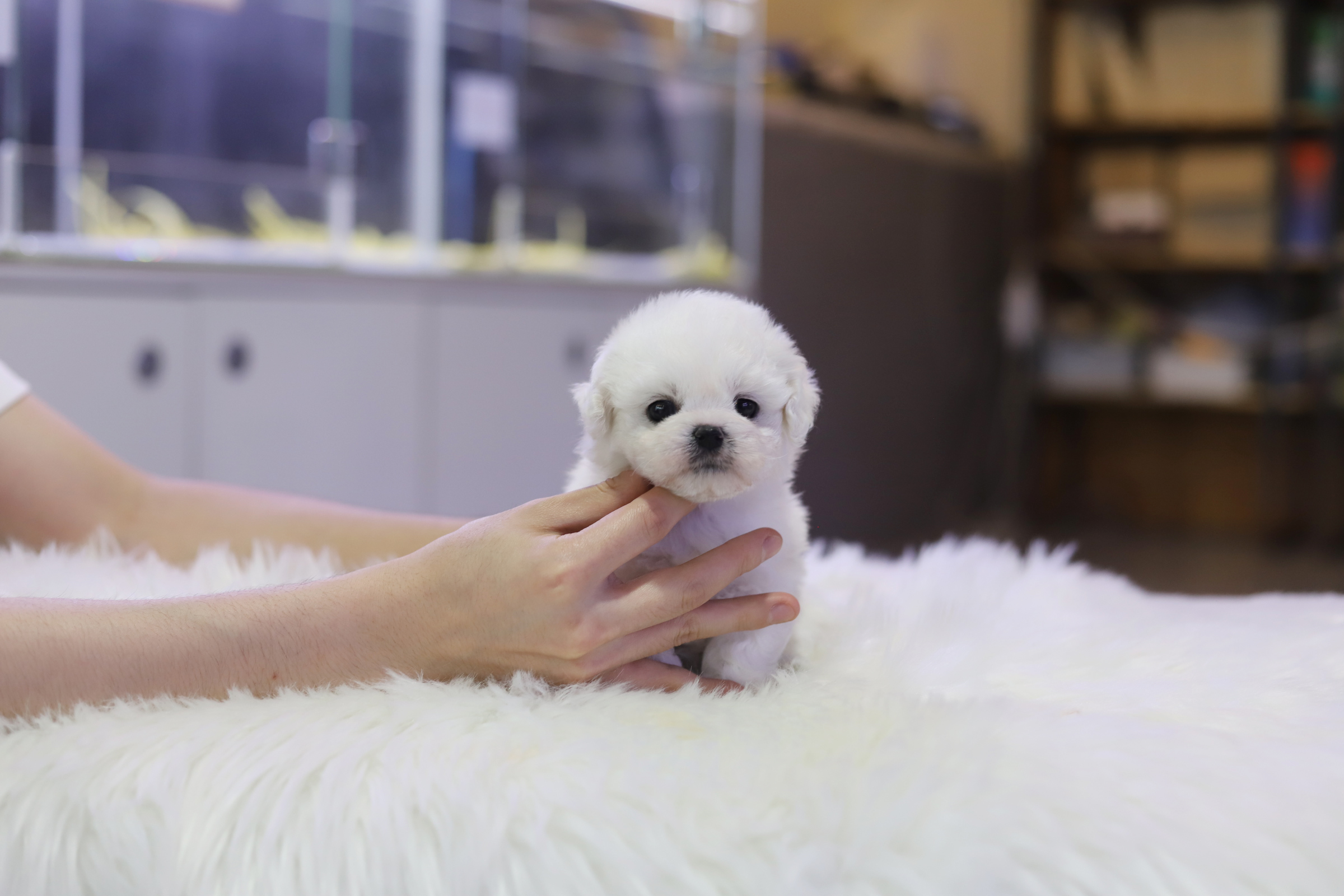 미니비숑 분양합니다