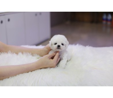 미니비숑 분양합니다