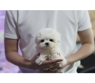 말티즈 분양합니다