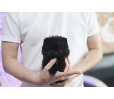 포메라니안 분양합니다