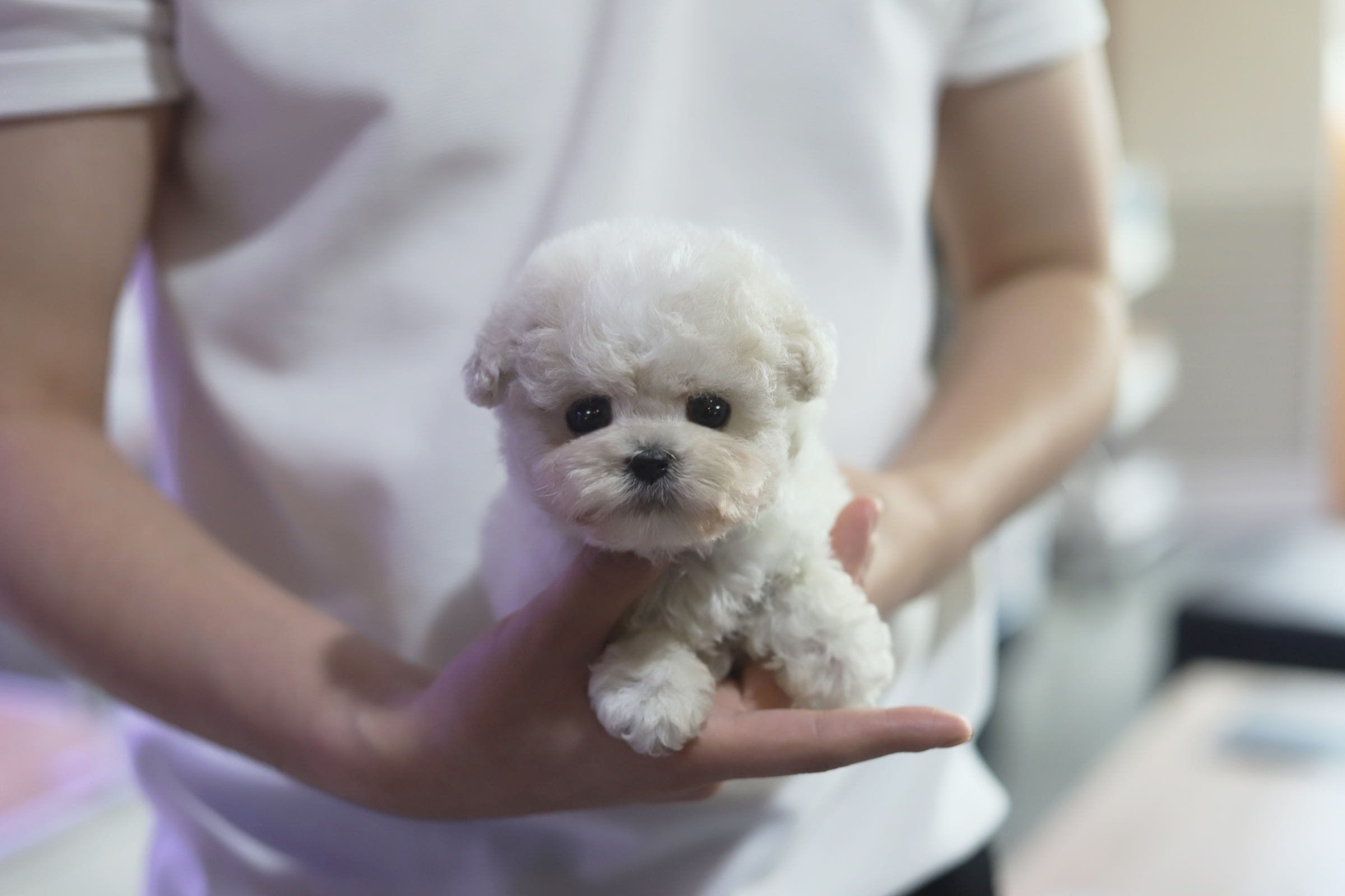 미니비숑 분양합니다