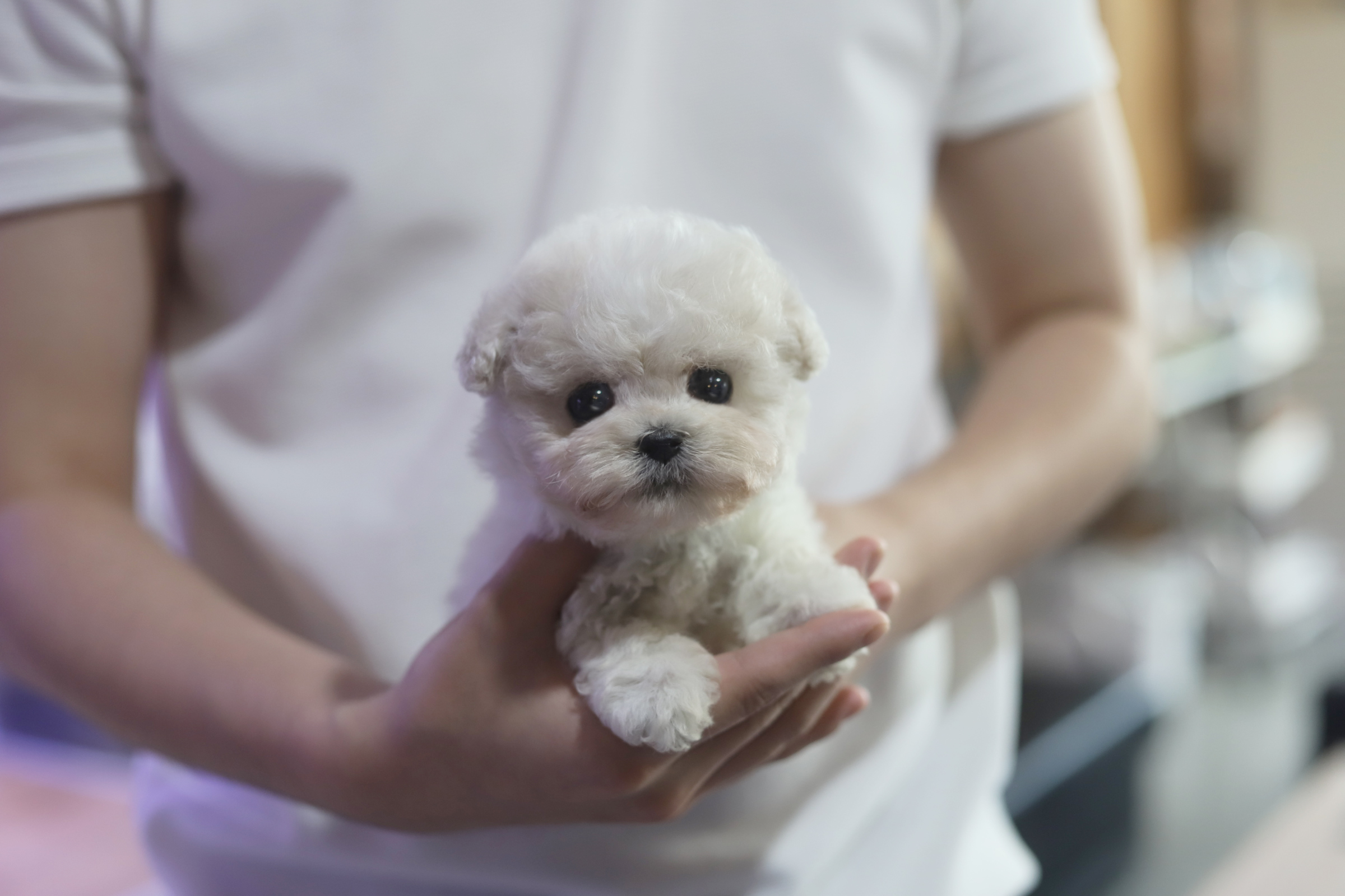 미니비숑 분양합니다