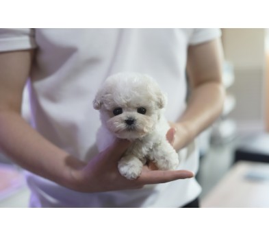 미니비숑 분양합니다