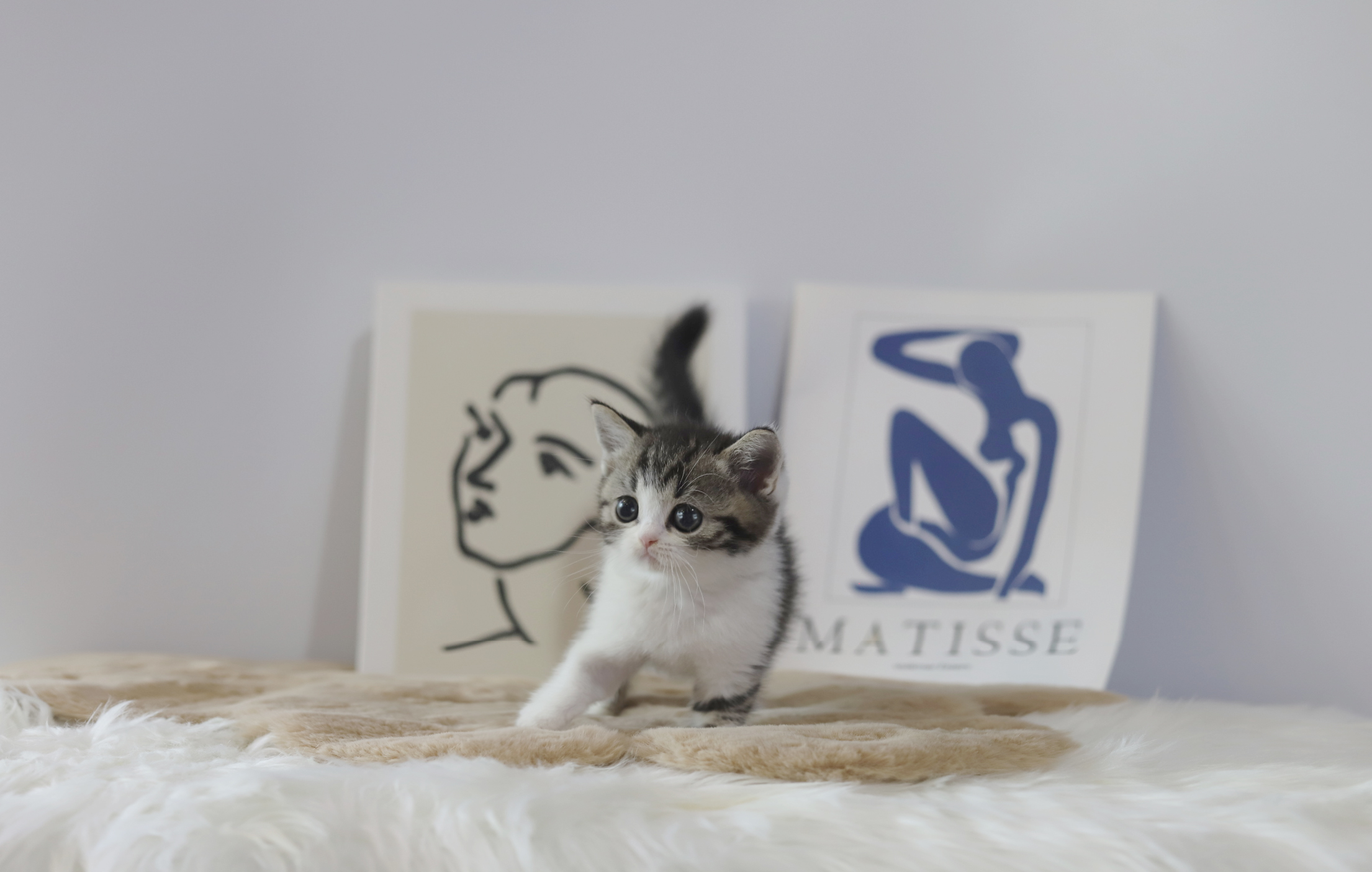 브리티쉬숏헤어 분양합니다