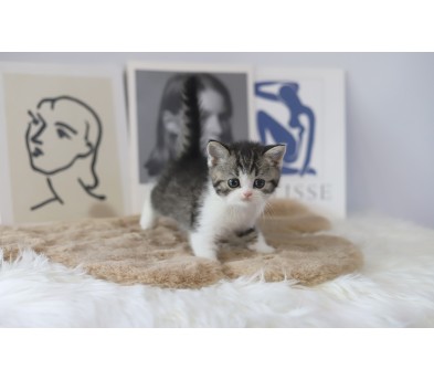 브리티쉬숏헤어 분양합니다