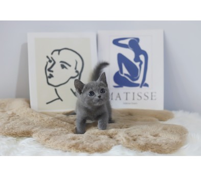 러시안블루분양