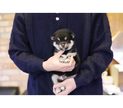 시바견 분양합니다