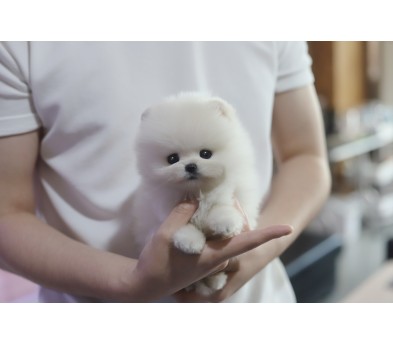 포메라니안 분양합니다