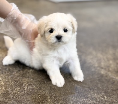 말티푸 분양합니다