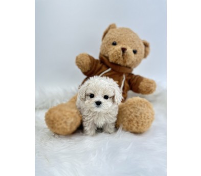 말티푸 분양합니다!