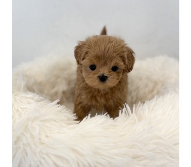 말티푸 분양합니다!