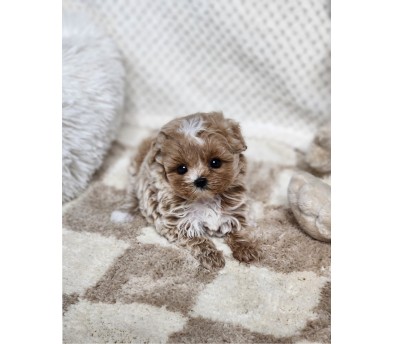 말티푸 분양합니다