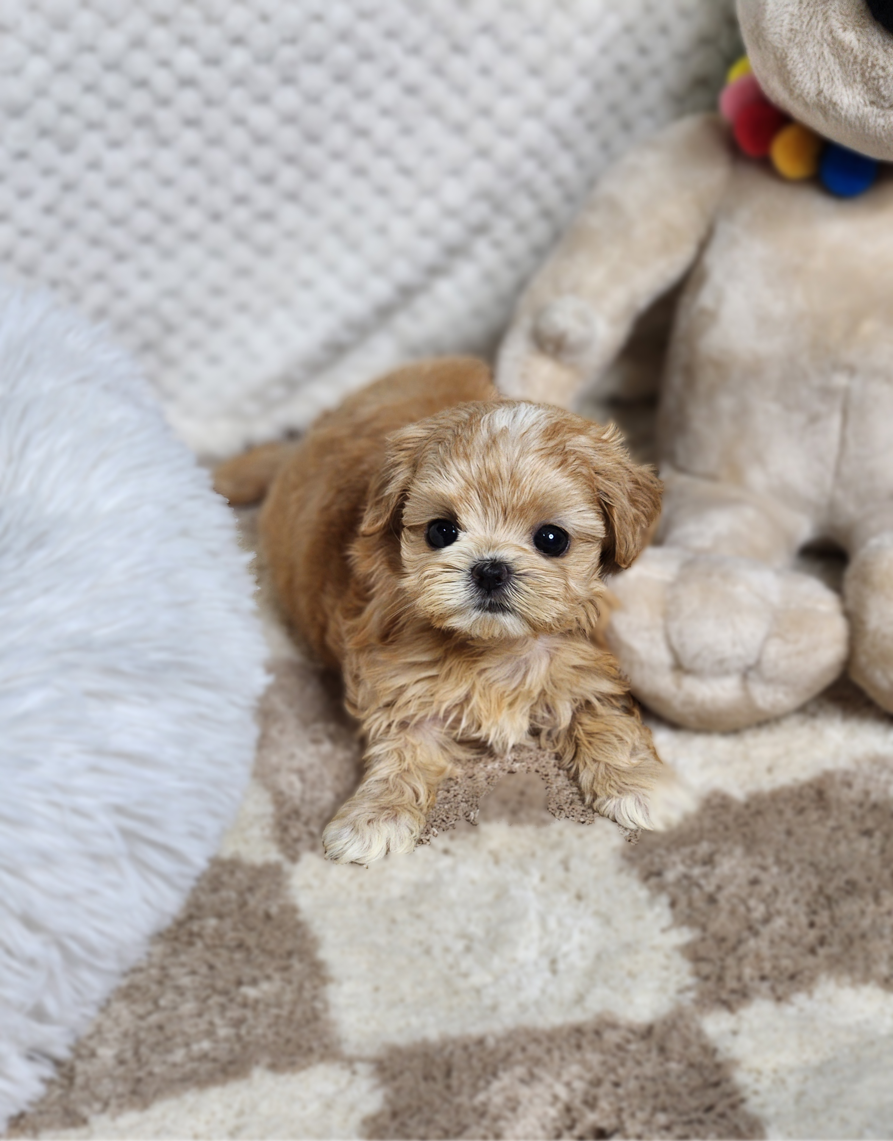 말티푸 입양합니다