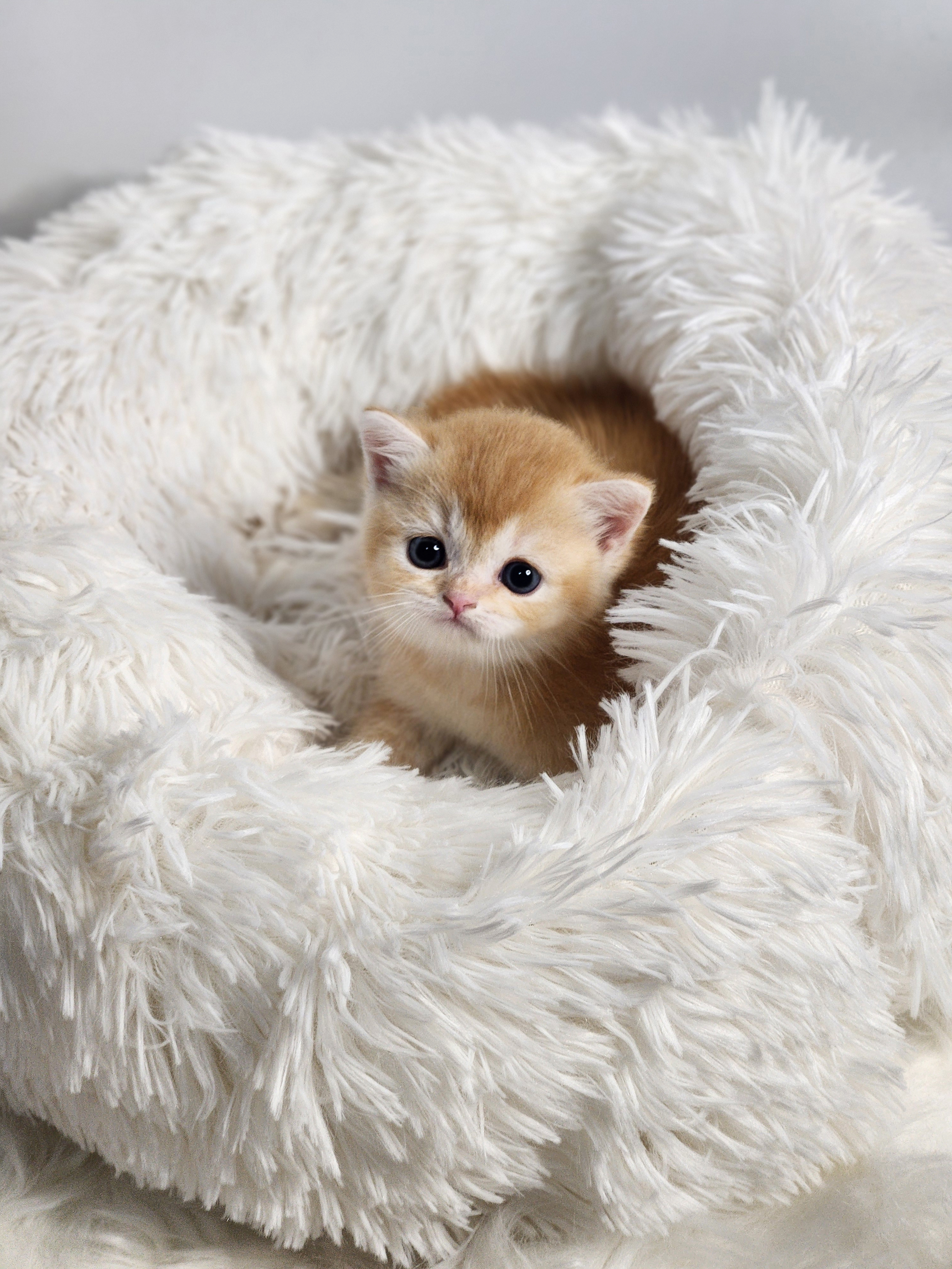 브리티시 분양합니다