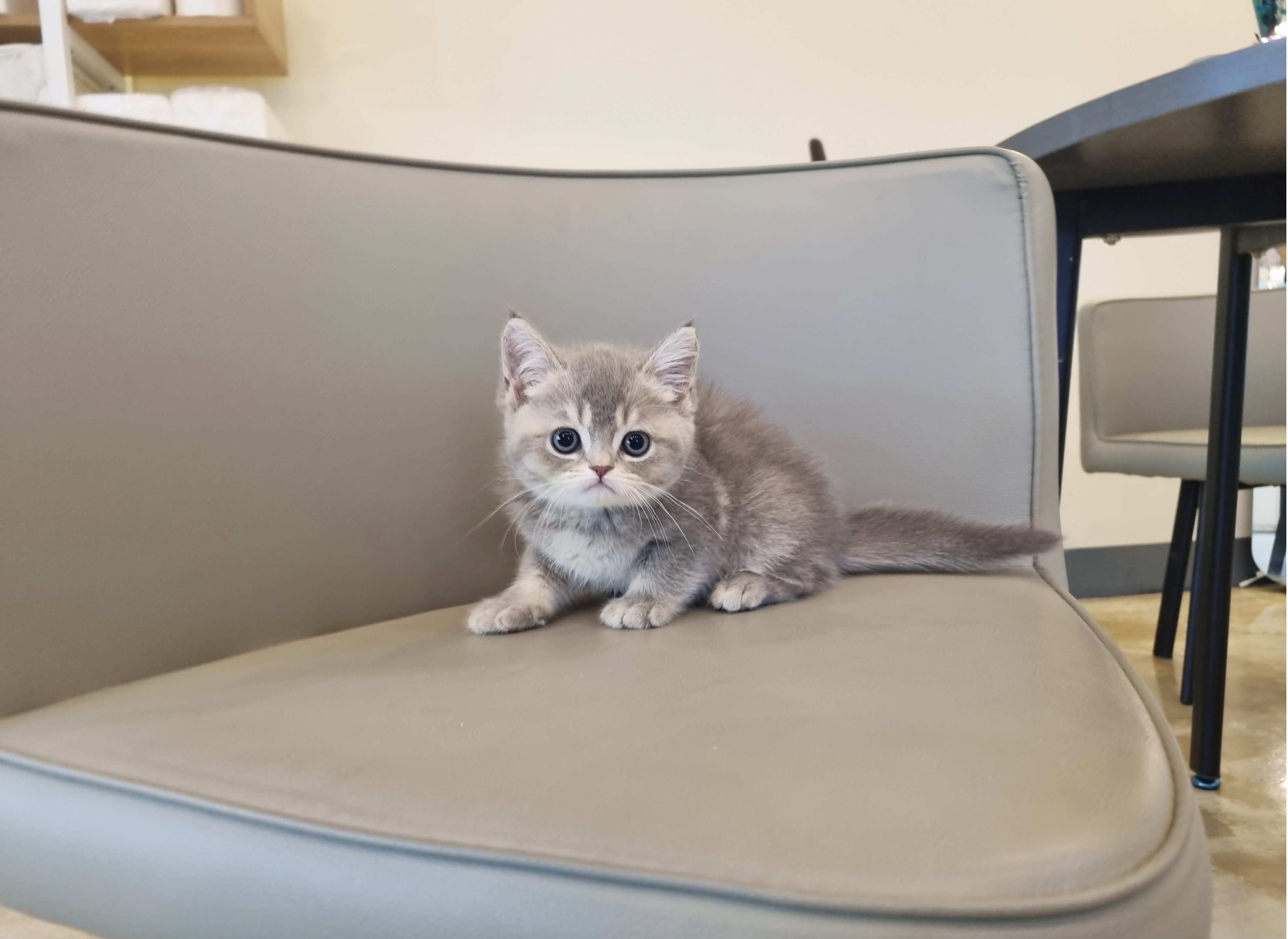 브리티시 분양합니다