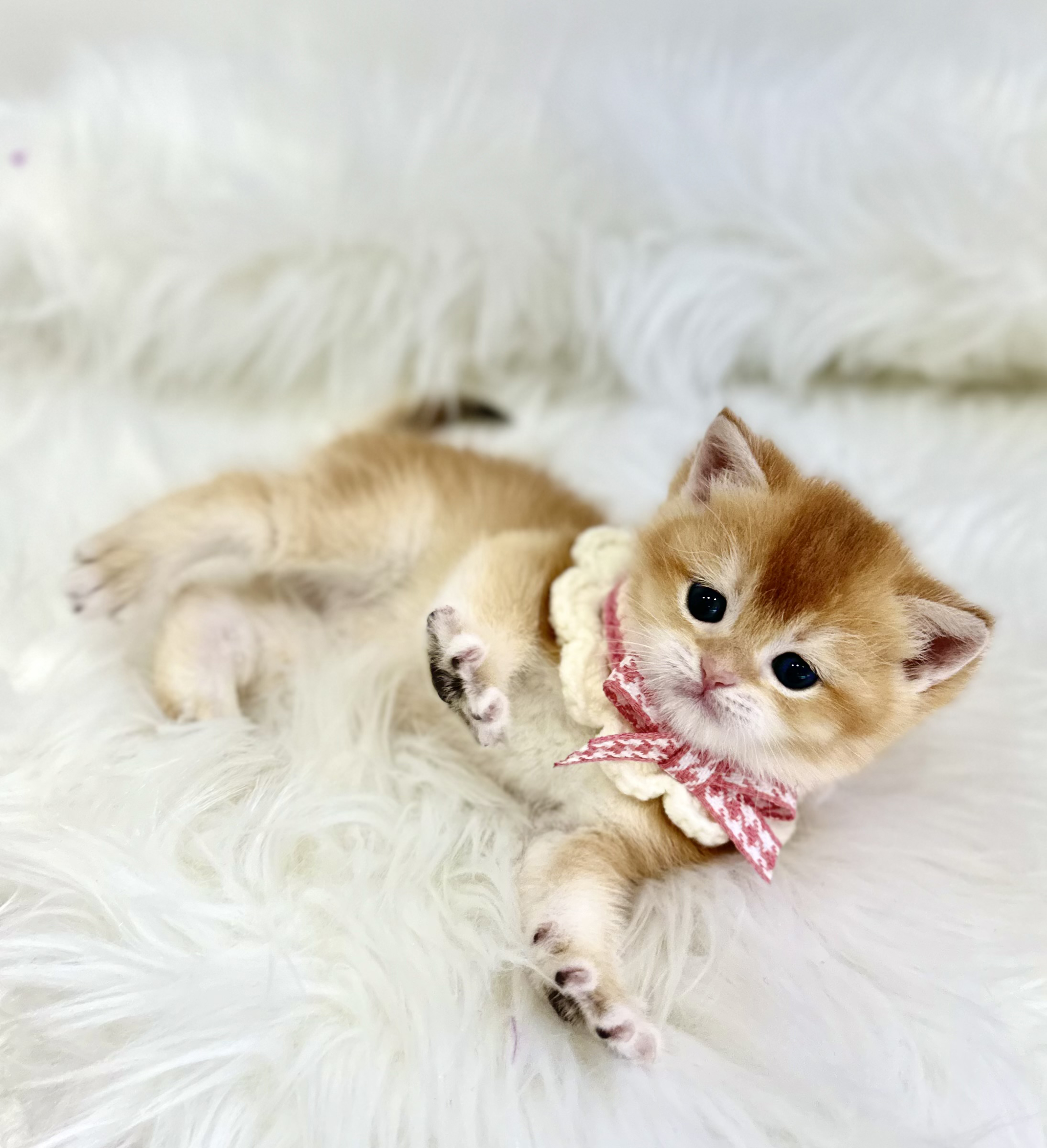 브리티시 분양합니다