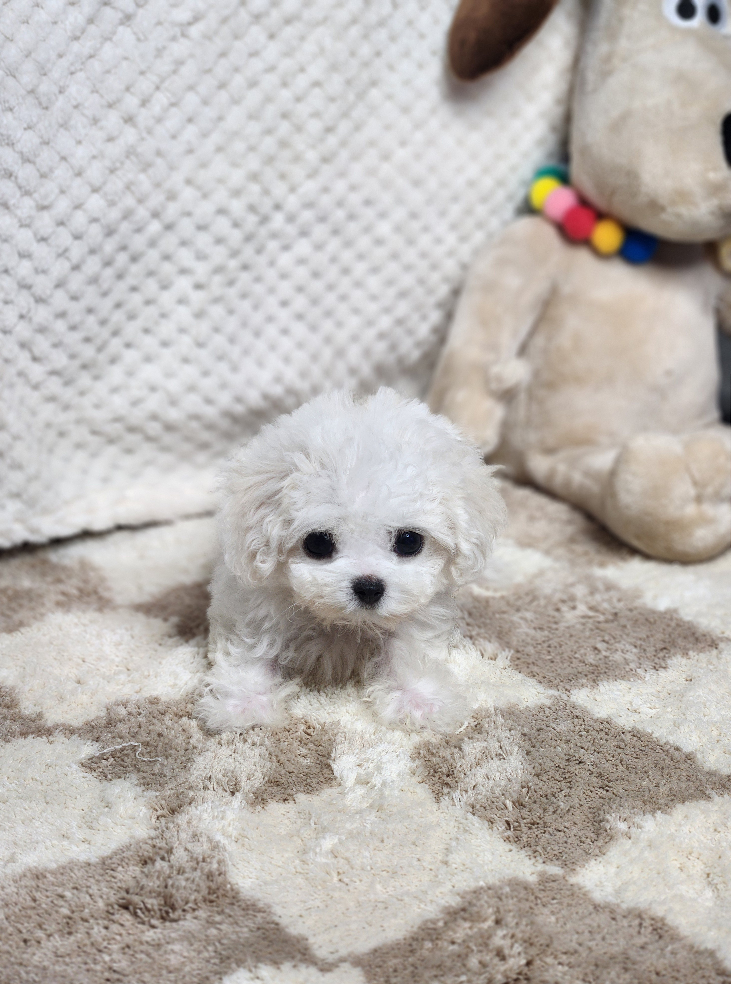 미니비숑 분양합니다