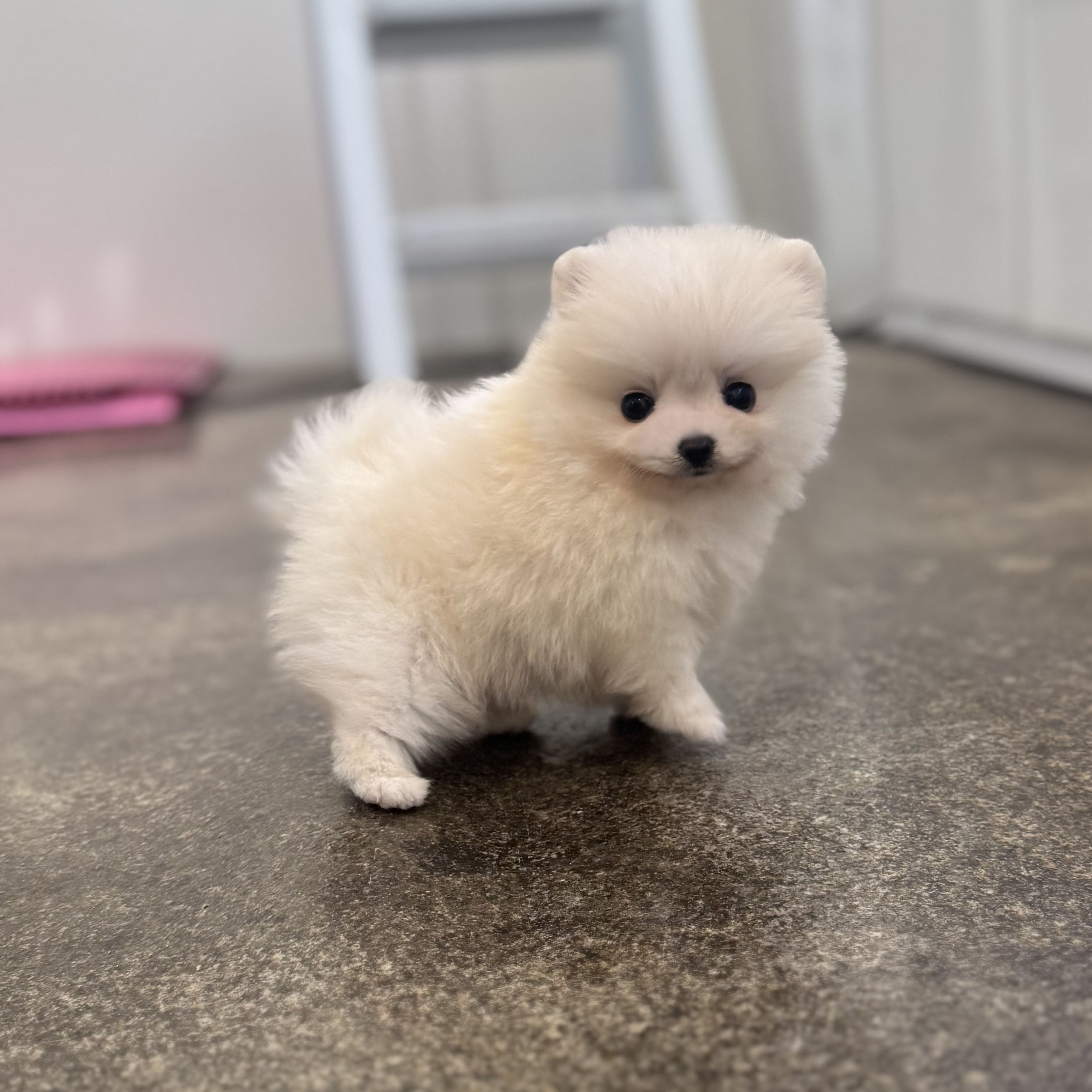 포메라니안 분양합니다