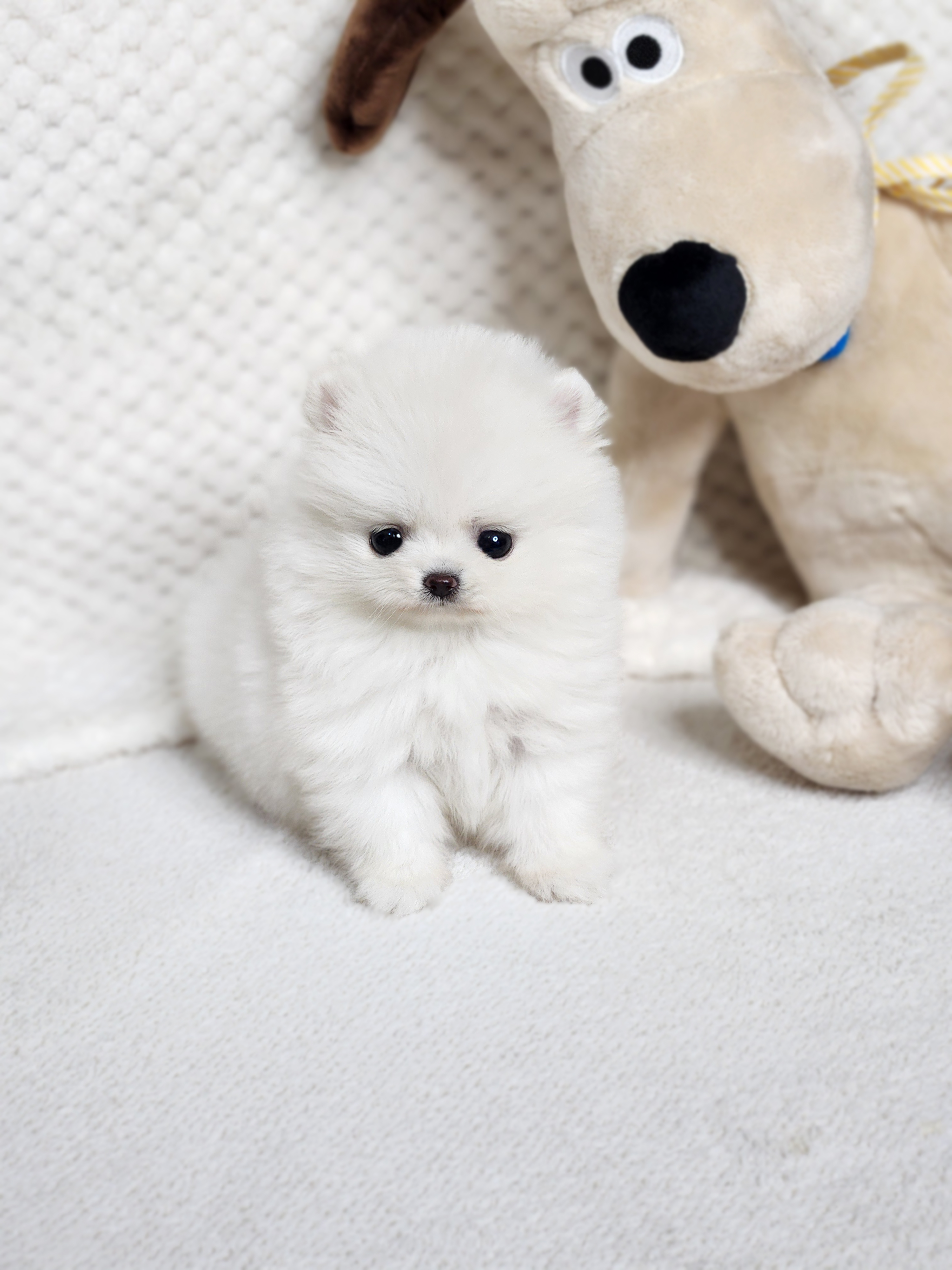 포메라니안 분양합니다