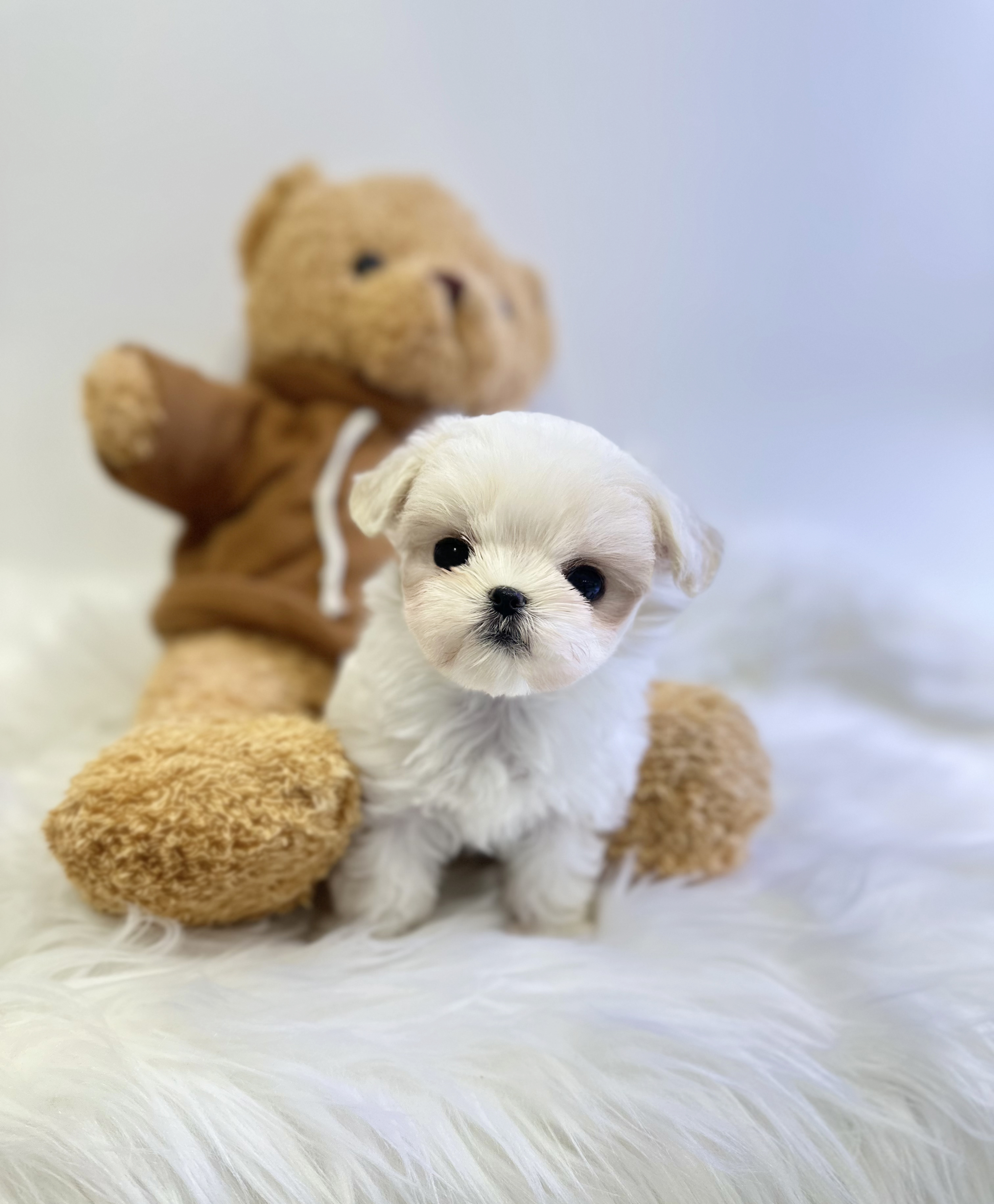 말티즈 분양합니다