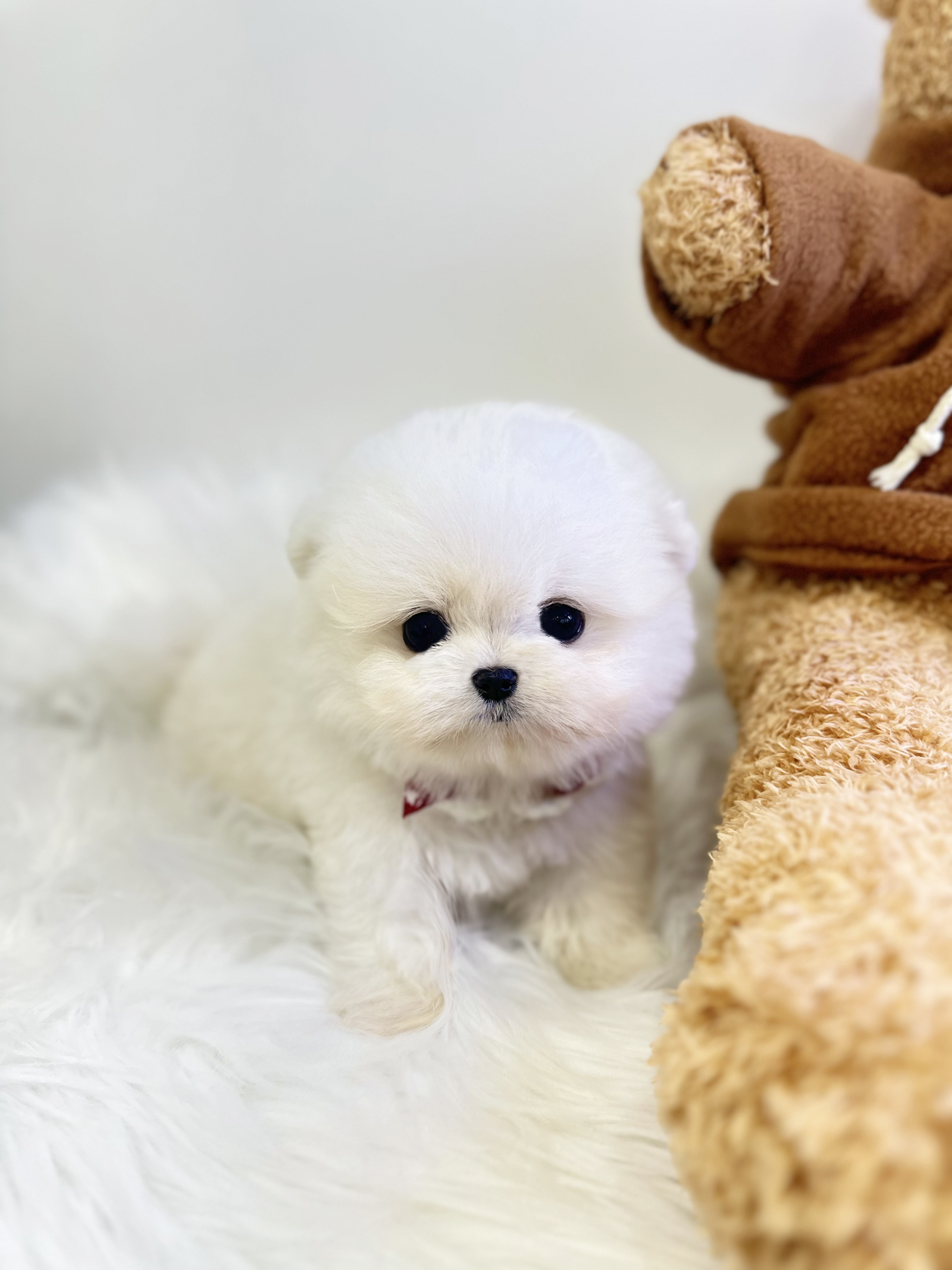 말티폼 분양합니다